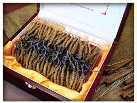 拉萨冬虫夏草回收